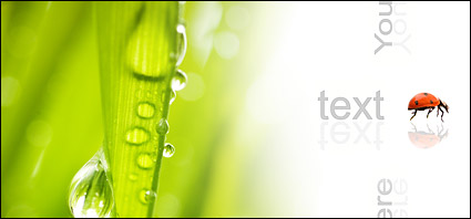 Floating plants and insects picture material-3