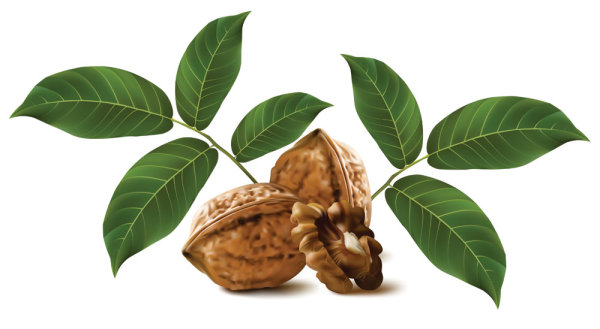 Realistic green walnut walnut 03 - vector 