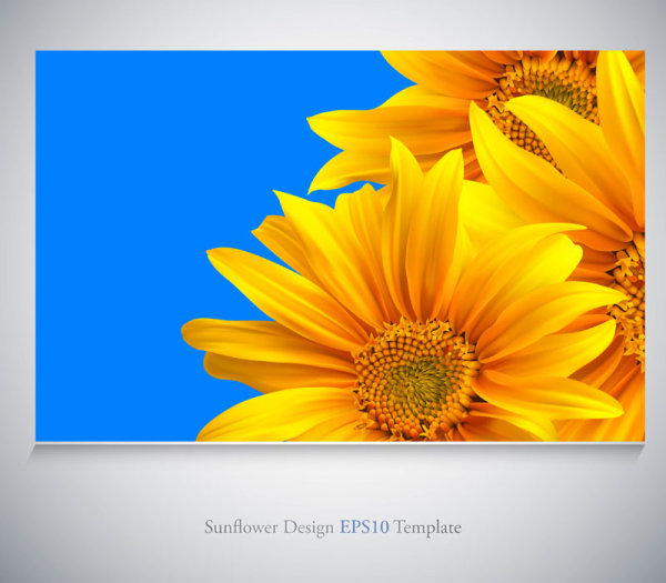 Realistic sunflower - Vector 