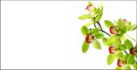 Orchid white picture material-1