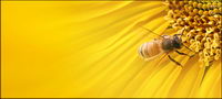 Sunflower picture background material-8
