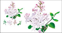 Chinese herbal medicine - Lilac original vector	