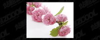 Pink flower picture quality material-2