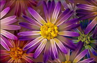 Super ultra-clear theme flower-6