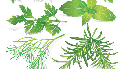 Herbal leaves 05-- vector material