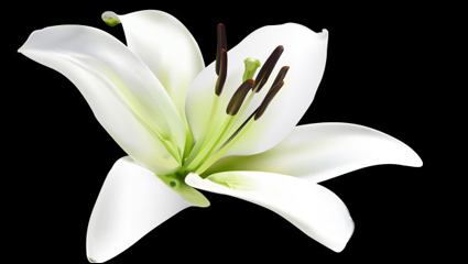 Lily vector material