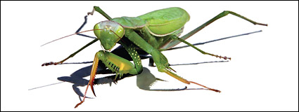 AI realistic rendering of vector material mantis